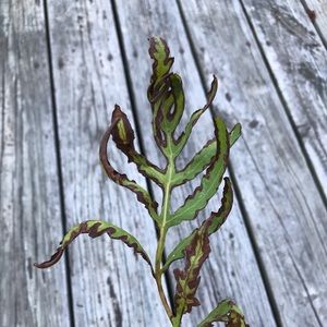 Meet your Posher, Melanie